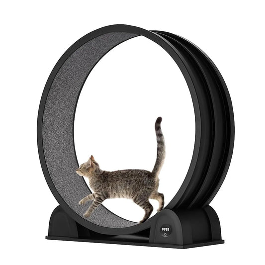HiMISS Cat Exercise Wheel Indoor Treadmill for Running and Training
